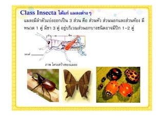 Class Insecta ได้แก่ แมลงต่างๆ
 แมลงมีลาตัวแบ่งออกเป็ น 3 ส่วน คือ ส่วนหัว ส่วนนอกและส่วนท้อง มี
        ํ
 หนวด 1 คู่ มีขา 3 คู่ อยูบริเวณส่วนอกบางชนิ ดอาจมีปีก 1-2 คู่
                          ่




             ภาพ โครงสร้างของแมลง
 