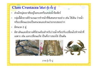 Class Crustacea ได้แก่ กุง กัง ปู
                         ้
- ส่วนใหญ่คงอาศัยอยูในทะเลหรือแหล่งนําจืดสัตว์
                      ่
- กลุ่มนี มีรยางค์จานวนมากทําหน้าทีพิเศษหลายอย่าง เช่น ใช้เดิน ว่ายนํา
                   ํ
  หรือเปลียนแปลงเป็ นหนวดและส่วนประกอบของปาก
- มีหนวด 2 คู่
- มีขาเดินและมีรยางค์ทีส่วนท้องสําหรับว่ายนําหรือปรับเปลียนไปทําหน้าที
  เฉพาะ เช่น แลกเปลียนแก๊ส เป็ นทีเกาะของไข่ เป็ นต้น




                             ภาพ กุง กัง ปู
                                   ้
 