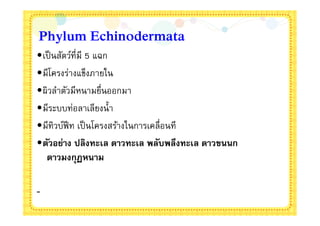 Phylum Echinodermata
•เป็ นสัตว์ทีมี 5 แฉก
•มีโครงร่างแข็งภายใน
•ผิวลําตัวมีหนามยืนออกมา
•มีระบบท่อลาเลียงนํา
•มีทิวบ์ฟีท เป็ นโครงสร้างในการเคลือนที
•ตัวอย่าง ปลิงทะเล ดาวทะเล พลับพลึงทะเล ดาวขนนก
  ดาวมงกุฏหนาม

-
 