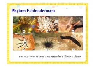 Phylum Echinodermata




   ภาพ ก.ข. ดาวขนนก ค.ดาวทะเล ง. ดาวแสงพระอาทิตย์ จ. เม่นทะเล ฉ. ปลิงทะเล
 
