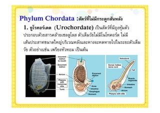 Phylum Chordata :สัตว์ทีไม่มีกระดูกสันหลัง
 1. ยูโรคอร์เดต (Urochordate) เป็ นสัตว์ทีมีถุงหุมตัว ้
 ประกอบด้วยสารคล้ายเซลลูโลส ตัวเต็มวัยไม่มีโนโทคอร์ด ไม่มี
 เส้นประสาทขนาดใหญ่บริเวณหลังและหางจะหดหายไปในระยะตัวเต็ม
 วัย ตัวอย่างเช่น เพรียงหัวหอม เป็ นต้น
 