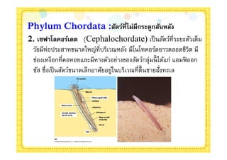 Phylum Chordata :สัตว์ทีไม่มีกระดูกสันหลัง
2. เซฟาโลคอร์เดต (Cephalochordate) เป็ นสัตว์ทีระยะตัวเต็ม
 วัยมีท่อประสาทขนาดใหญ่ทีบริเวณหลัง มีโนโทคอร์ดยาวตลอดชีวิต มี
 ช่องเหงือกทีคอหอยและมีหางตัวอย่างของสัตว์กลุ่มนี ได้แก่ แอมฟิ ออก
 ซัส ซึงเป็ นสัตว์ขนาดเล็กอาศัยอยูในบริเวณทีตืนชายฝั งทะเล
                                  ่
 