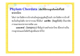 Phylum Chordata :สัตว์ทีมีกระดูกสันหลังทีไม่มี
 ขากรรไกร
 ได้แก่ ปลาไม่มีขากรรไกรส่วนใหญ่จะสูญพันธุไปแล้ว ปลาไม่มีขากรรไกรที
                                          ์
 พบในปั จจุบนคือ ปลาปากกลม ซึงได้แก่ แฮกฟิ ช (hagfish) เป็ นปรสิต
            ั
 ภายนอกของปลาหลายชนิ ด และ
      แลมเพรย์ (lamprey) ซึงมีรปร่างคล้ายปลาไหล มีโครงร่างเป็ น
                                    ู
 กระดูกอ่อนและไม่มีครีบคู่เหมืนปลาทัวไป
 