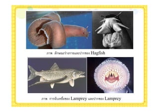ภาพ ลักษณะร่างกายและปากของ Hagfish




ภาพ การจับเหยือของ Lamprey และปากของ Lamprey
 