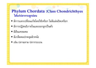 Phylum Chordata :Class Chondrichthyes
   ได้แก่ปลากระดูกอ่อน
• มีการแลกเปลียนแก๊สโดยใช้เหงือก ไม่มีแผ่นปิ ดเหงือก
• มีการปฏิสนธิภายในและออกลูกเป็ นตัว
• มีฝันแหลมคม
• มีเกล็ดคมปกคลุมผิวหนัง
• เช่น ปลาฉลาม ปลากระเบน
 