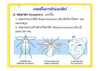 เกณฑ์ในการจําแนกสัตว์
2. สมมาตร (Symmetry) แบ่งเป็ น
 1. สมมาตรแบบรัศมี (Radial Symmetry) เช่น สัตว์พวกไฮดรา และ
 แมงกะพรุน
 2. สมมาตรแบบด้านข้างหรือผ่าซีก (Bilateral symmetry) เช่น กุง
                                                            ้
 แมลง ปลา คน
 