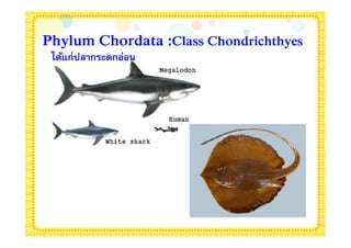 Phylum Chordata :Class Chondrichthyes
 ได้แก่ปลากระดูกอ่อน
 