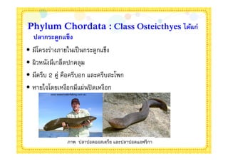 Phylum Chordata : Class Osteicthyes ได้แก่
  ปลากระดูกแข็ง
• มีโครงร่างภายในเป็ นกระดูกแข็ง
• ผิวหนังมีเกล็ดปกคลุม
• มีครีบ 2 คู่ คือครีบอก และครีบสะโพก
• หายใจโดยเหงือกมีแผ่นปิ ดเหงือก




               ภาพ ปลาปอดออสเตรีย และปลาปอดแอฟริกา
 
