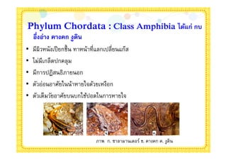Phylum Chordata : Class Amphibia ได้แก่ กบ
    อึงอ่าง คางคก งูดิน
•   มีผิวหนังเปี ยกชืน ทาหน้าทีแลกเปลียนแก๊ส
•   ไม่มีเกล็ดปกคลุม
•   มีการปฏิสนธิภายนอก
•   ตัวอ่อนอาศัยในน้าหายใจด้วยเหงือก
•   ตัวเต็มวัยอาศัยบนบกใช้ปอดในการหายใจ




                              ภาพ ก. ซาลามานเดอร์ ข. คางคก ค. งูดิน
 