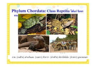 Phylum Chordata: Class Reptilia ได้แก่ จิงจก
  จระเข้ เต่า ตะพาบนํา




ภาพ (บนซ้าย) เต่าแก้มแดง (บนขวา) ทัวทารา (ล่างซ้าย) มังกรโคโมโด (ล่างขวา) งูอนาคอนดา
 