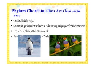Phylum Chordata: Class Aves ได้แก่ นกชนิด
  ต่างๆ
• นกเป็ นสัตว์เลือดอุ่น
• มีการปรับรูปร่างเพือช่วยในการบินโดยกระดูกมีรพรุนทําให้มีนาหนักเบา
                                              ู            ้
• ปรับอวัยวะทีไม่จาเป็ นให้มีขนาดเล็ก
• มีการปฏิสนธิภายและออกลูกเป็ นไข่
 