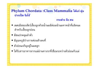 Phylum Chordata :Class Mammalia ได้แก่ ตุน                  ่
   ปากเป็ ด จิงโจ้
                                        กระต่าง ลิง คน
• เพศเมียของสัตว์เลียงลูกด้วยนํานมมีต่อมน้านมทาหน้าทีผลิตนม
   สําหรับเลียงลูกอ่อน
• มีขนปกคลุมลําตัว
• มีอุณหภูมิร่างกายค่อนข้างคงที
• ตัวอ่อนเจริญอยูในมดลูก
                   ่
• ได้รบสารอาหารจากแม่ผ่านทางรกทีเชือมระหว่างตัวอ่อนกับแม่
      ั
 