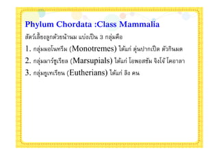 Phylum Chordata :Class Mammalia
สัตว์เลียงลูกด้วยน้านม แบ่งเป็ น 3 กลุ่มคือ
1. กลุ่มมอโนทรีม (Monotremes) ได้แก่ ตุ่นปากเป็ ด ตัวกินมด
2. กลุ่มมาร์ซเรียล (Marsupials) ได้แก่ โอพอสซัม จิงโจ้ โคอาลา
               ู
3. กลุ่มยูเทเรียน (Eutherians) ได้แก่ ลิง คน
 