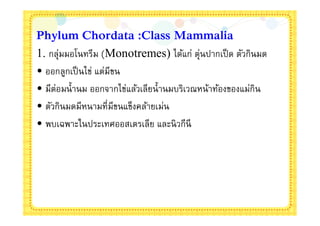 Phylum Chordata :Class Mammalia
1. กลุ่มมอโนทรีม (Monotremes) ได้แก่ ตุ่นปากเป็ ด ตัวกินมด
• ออกลูกเป็ นไข่ แต่มีขน
• มีต่อมนํานม ออกจากไข่แล้วเลียนํานมบริเวณหน้าท้องของแม่กิน
• ตัวกินมดมีหนามทีมีขนแข็งคล้ายเม่น
• พบเฉพาะในประเทศออสเตรเลีย และนิ วกีนี
 