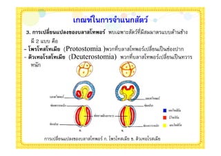 เกณฑ์ในการจําแนกสัตว์
 3. การเปลียนแปลงของบลาสโทพอร์ พบเฉพาะสัตว์ทีมีสมมาตรแบบด้านข้าง
   มี 2 แบบ คือ
- โพรโทสโทเมีย (Protostomia )พวกทีบลาสโทพอร์เปลียนเป็ นช่องปาก
- ดิวเทอโรสโทเมีย (Deuterostomia) พวกทีบลาสโทพอร์เปลียนเป็ นทวาร
   หนัก




       การเปลียนแปลงของบลาสโทพอร์ ก. โพรโทสเมีย ข. ดิวเทอโรสเมีย
 
