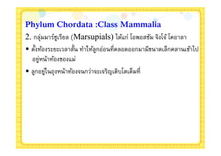 Phylum Chordata :Class Mammalia
2. กลุ่มมาร์ซเรียล (Marsupials) ได้แก่ โอพอสซัม จิงโจ้ โคอาลา
              ู
• ตังท้องระยะเวลาสัน ทําให้ลกอ่อนทีคลอดออกมามีขนาดเล็กคลานเข้าไป
                             ู
  อยูหน้าท้องของแม่
     ่
• ลูกอยูในถุ งหน้าท้องจนกว่าจะเจริญเติบโตเต็มที
        ่
 