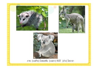 ภาพ (บนซ้าย) โอพอสซัม (บนขวา) จิงโจ้ (ล่าง) โคอาลา
 