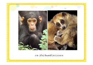 ภาพ (ซ้าย) ซิมแพนซี (ขวา) นางอาย
 