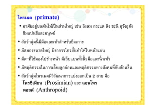 ไพรเมต (primate)
 • อาศัยอยูบนต้นไม้เป็ นส่วนใหญ่ เช่น ลิงลม กระแต ลิง ชะนี อุรงอุตง
             ่                                                ั ั
   ชิมแปนซีและมนุ ษย์
• สัตว์กลุ่มนี มีมือและเท้าสําหรับยึดเกาะ
• มีสมองขนาดใหญ่ มีขากรรไกรสันทําให้ใบหน้าแบน
• มีตาทีใช้มองไปข้างหน้า มีเล็บแบนทังนิ วมือและนิ วเท้า
• มีพฤติกรรมในการเลียงลูกอ่อนและพฤติกรรมทางสังคมทีซับซ้อนขึน
• สัตว์กลุ่มไพรเมตมีวิวฒนาการแบ่งออกเป็ น 2 สาย คือ
                        ั
   โพรซิเมียน (Prosimian) และ แอนโทร
   พอยด์ (Anthropoid)
 