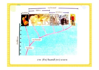 ภาพ (ซ้าย) ซิมแพนซี (ขวา) นางอาย
 