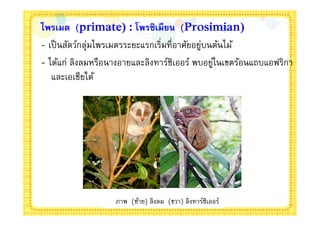 ไพรเมต (primate) : โพรซิเมียน (Prosimian)
- เป็ นสัตว์กลุ่มไพรเมตรระยะแรกเริมทีอาศัยอยูบนต้นไม้
                                             ่
- ได้แก่ ลิงลมหรือนางอายและลิงทาร์ซิเออร์ พบอยูในเขตร้อนแถบแอฟริกา
                                               ่
   และเอเชียใต้




                   ภาพ (ซ้าย) ลิงลม (ขวา) ลิงทาร์ซิเออร์
 