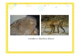 ภาพ ลิงมีหาง ก. ลิงโลกใหม่ ข. ลิงโลกเก่า
 