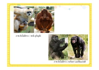 ภาพ ลิงไม่มหาง : ชะนี อุรงอุตง
           ี             ั ั




                                 ภาพ ลิงไม่มหาง :กอริลลา และชิมแปนซี
                                            ี
 