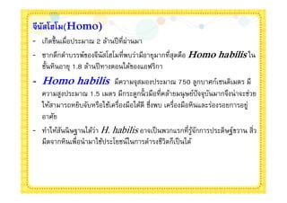 จีนสโฮโม(Homo)
   ั
- เกิดขึนเมือประมาณ 2 ล้านปี ทีผ่านมา
- ซากดึกดําบรรพ์ของจีนัสโฮโมทีพบว่ามีอายุมากทีสุดคือ Homo habilis ใน
  ชันหินอายุ 1.8 ล้านปี ทางตอนใต้ของแอฟริกา
- Homo habilis มีความจุสมองประมาณ 750 ลูกบาศก์เซนติเมตร มี
  ความสูงประมาณ 1.5 เมตร มีกระดูกนิ วมือทีคล้ายมนุ ษย์ปัจจุบนมากจึงน่ าจะช่วย
                                                             ั
  ให้สามารถหยิบจับหรือใช้เครืองมือได้ดี ซึงพบ เครืองมือหินและร่องรอยการอยู่
  อาศัย
- ทําให้สนนิ ษฐานได้ว่า H. habilis อาจเป็ นพวกแรกทีรูจกการประดิษฐ์ขวาน สิว
         ั                                               ้ั
  มีดจากหินเพือนํามาใช้ประโยชน์ในการดํารงชีวิตก็เป็ นได้
 