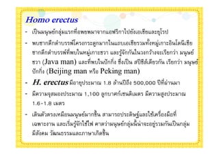 Homo erectus
- เป็ นมนุ ษย์กลุ่มแรกทีอพยพมาจากแอฟริกาไปยังเอเชียและยุโรป
- พบซากดึกดําบรรพ์โครงกระดูกมากในแถบเอเชียรวมทังหมูเกาะอินโดนี เชีย
                                                           ่
  ซากดึกดําบรรพ์ทีพบในหมู่เกาะชวา และรูจกกันในวงกว้างจะเรียกว่า มนุ ษย์
                                       ้ั
  ชวา (Java man) และทีพบในปั กกิง ซึงเป็ น สปี ชีสเดียวกัน เรียกว่า มนุ ษย์
                                                     ์
  ปั กกิง (Beijing man หรือ Peking man)
- H. erectus มีอายุประมาณ 1.8 ล้านปี ถึง 500,000 ปี ทีผ่านมา
- มีความจุสมองประมาณ 1,100 ลูกบาศก์เซนติเมตร มีความสูงประมาณ
  1.6-1.8 เมตร
- เดินตัวตรงเหมือนมนุ ษย์มากขึน สามารถประดิษฐ์และใช้เครืองมือที
  เฉพาะงาน และเริมรูจกใช้ไฟ คาดว่ามนุ ษย์กลุ่มนี น่าจะอยูรวมกันเป็ นกลุ่ม
                       ้ั                                ่
  มีสงคม วัฒนธรรมและภาษาเกิดขึน
      ั
 