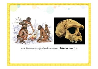 ภาพ ลักษณะและกระดูกกะโหลกศีรษะของ ของ Homo erectus
 