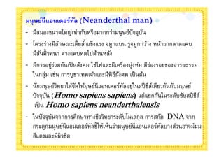 มนุ ษย์นีแอนเดอร์ทล (Neanderthal man)
                  ั
- มีสมองขนาดใหญ่เท่ากับหรือมากกว่ามนุ ษย์ปัจจุบน   ั
- โครงร่างมีลกษณะเตียลําแข็งแรง จมูกแบน รูจมูกกว้าง หน้าผากลาดแคบ
                ั
  มีสนคิวหนา คางแคบหดไปด้านหลัง
       ั
- มีการอยูรวมกันเป็ นสังคม ใช้ไฟและมีเครืองนุ่ งห่ม มีรองรอยของอารยธรรม
           ่่                                          ่
  ในกลุ่ม เช่น การบูชาเทพเจ้าและมีพิธีฝังศพ เป็ นต้น
- นักมนุ ษย์วทยาได้จดให้มุษย์นีแอนเดอร์ทลอยูในสปี ชีสเดียวกันกับมนุ ษย์
              ิ      ั                    ั ่            ์
  ปั จจุบน (Homo sapiens sapiens) แต่แยกกันในระดับซับสปี ชีส์
         ั
   เป็ น Homo sapiens neanderthalensis
- ในปั จจุบนจากการศึกษาทางชีววิทยาระดับโมเลกุล การสกัด DNA จาก
           ั
  กระดูกมนุ ษย์นีแอนเดอร์ทลชีให้เห็นว่ามนุ ษย์นีแอนเดอร์ทลบางส่วนอาจมีผม
                           ั                               ั
  สีแดงและมีผิวซีด
 