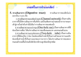 เกณฑ์ในการจําแนกสัตว์
5. ทางเดินอาหาร (Digestive tract)                    ทางเดินอาหารของสัตว์แบ่ง
   ออกเป็ น 3 แบบ คือ
        1 ทางเดินอาหารแบบช่องร่างแห (Channel network) เป็ นทางเดิน
   อาหารทีไม่ใช่ทางเดินอาหารทีแท้จริง แต่เป็ นเพียงทางผ่านของนําจากภายนอก
   เข้าสู่ภายในลําตัวเท่านันได้แก่ ทางเดินอาหารของฟองนํา
       2 ทางเดินอาหารแบบปากถุง (One-hole sac) เป็ นทางเดินอาหารทีมี
   ช่องเปิ ดทางเดียว ได้แก่ทางเดินอาหารของซีเลนเตอเรท และหนอนตัวแบน
       3 ทางเดิ นอาหารแบบท่ อกลวง (Two-hole tube) เป็ นทางเดิ น
   อาหารทีมีช่องเปิ ด 2 ช่อง โดยช่องหนึ งทําหนําทีเป็ นทางเข้าของอาหารและอีก
   ช่องหนึ งทําหนํ าทีเป็ นทางออกของกากอาหาร ได้แก่ทางเดินอาหารของพวก
   หนอนตัวกลมขึนไปจนถึงสัตว์พวกมีกระดูกสันหลังทุกชนิ ด
 