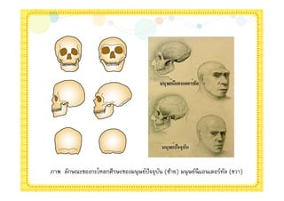ภาพ ลักษณะของกะโหลกศีรษะของมนุ ษย์ปัจจุบน (ซ้าย) มนุ ษย์นีแอนเดอร์ทล (ขวา)
                                        ั                          ั
 