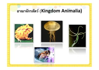 อาณาจักรสัตว์ (Kingdom Animalia)
 