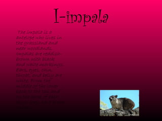 I- impala   The impala is a antelope who lives in the grassland and near woodlands. Impalas are reddish-brown with black and white markings. Ears, eyes, chin, throat, and belly are white. From the middle of the lower back to the tail and on the back of each thigh they have black stripes. 