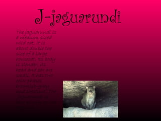 J- jaguarundi  The jaguarundi is a medium sized wild cat, it is about double the size of a large housecat. Its body is slender, its head and ear are small. It has two color phases brownish-gray and chestnut. The  jaguarundi is also known as the otter cat.   