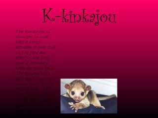 K- kinkajou The kinkajou is thought to look like a cross between a bear cub in the face an otter in the body and a monkey with its long tail. The kinkajou is also known as the sugar bear, or the honey bear. It is about the size of a house cat. Its life span is about 23 years. 