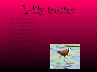 L- lily trotter The lily trotter has very long toes and claws making it able to walk on the floating leaves of water plants. They live on the surface of ponds where lily pads and other plants grow. These birds can fly but do not fly very often. 