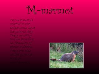 M- marmot The marmot is related to the chipmunk, and the prairie dog. They usually live in burrows, in families of about a dozen. They are also called ground hogs or woodchucks . 