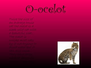 O-ocelot Twice the size of an average house cat the ocelot is a sleek wild cat with a beautiful coat. The ocelot is unlike most cats by it not trying to avoid water but it can also swim. They have large, pointed fangs for killing their prey. 