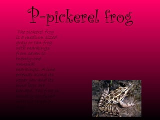 P- pickerel frog   The pickerel frog is a medium sized gray or tan frog with markings from seven to twenty-one unusual markings. A line extends along its upper jaw and its hind legs are banded. The frog is usually confused with the leopard frog. 