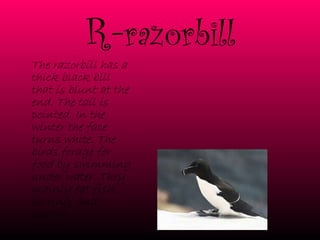 R- razorbill The razorbill has a thick black bill that is blunt at the end. The tail is pointed. In the winter the face turns white. The birds forage for food by swimming under water. They mainly eat fish, herring, and capelin.  