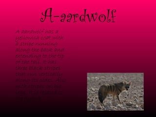A- aardwolf A aardwolf has a yellowish coat with a stripe running along the back and extending to the tip of the tail. It has three black stripes that run vertically along its sides. Also with stripes on his legs. It is related to the hyena. 