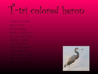 T- tri   colored   heron     The tri-colored heron have bluish-gray beaks. They have big red eyes and pinkish-gray legs and feet, dark head and a white stripe on their neck. It eats fish, crust oceans, reptiles, insects. 