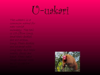 U- uakari The uakari is a common name for new world monkey. The tail is 15-18cm long, and their bodies are 40-45cm long. Their bodies are covered with long hair but their heads, faces are bald. Their bald faces almost look as if  it were a scalp 