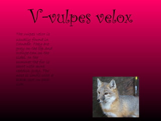 V- vulpes velox The vulpes velox is usually found in Canada. They are grey on the top and orange-tan on the sides. In the summer the fur is short with more reddish gray. The nose is small with a black spot on each side. 