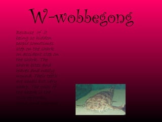 W- wobbegong Because  of  it being so hidden people sometimes step on the shark on accident step on the shark. The shark bites and leaves and nasty wound. Their teeth are small but very sharp. The color of the shark is the color of rocks, sand ,and seaweed.   
