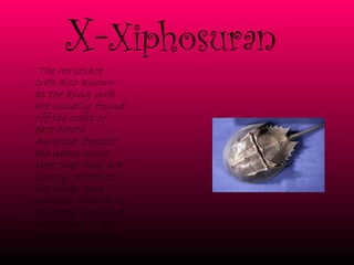 X- Xiphosuran    The horseshoe crab also known as the king crab are usually found off the coast of east North America. Despite the name horse shoe crab they are closely related to  the spider and scorpion than it is the crab. They  are important to the ocean food chain . 