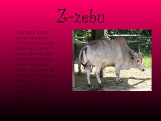 Z- zebu The zebu has a large hump on its back above the shoulders, short horns and a flap of hanging skin under its neck. Their color can be mixture of black or gray. They have long legs and they are a source of milk and meat.   