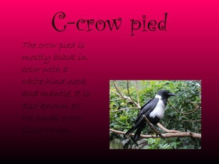 C- crow pied The crow pied is mostly black in color with a white hind neck and mantle. It is also known as the small crow-sized raven. 